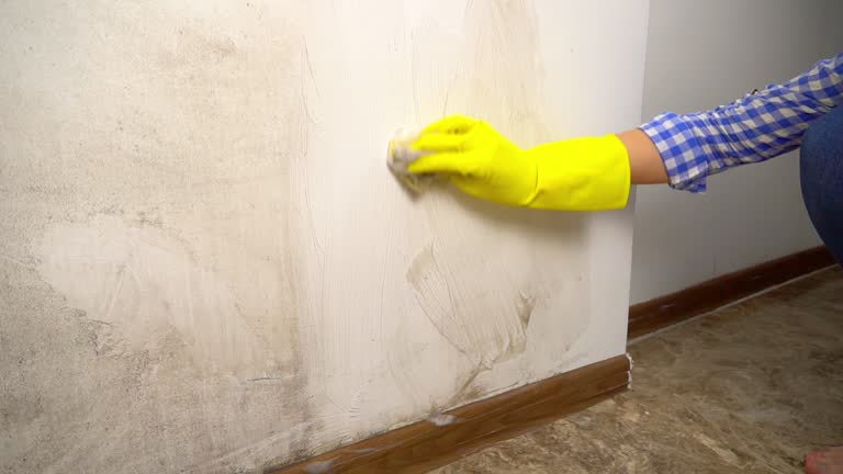 Trusted Okemos, MI Mold Removal Experts